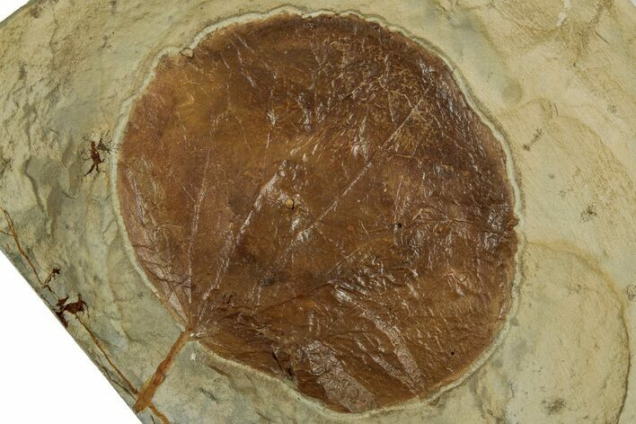 Fossil Leaf (Zizyphoides) - Montana #305953